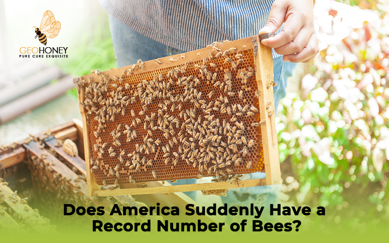 Wait, does America suddenly have a record number of bees?